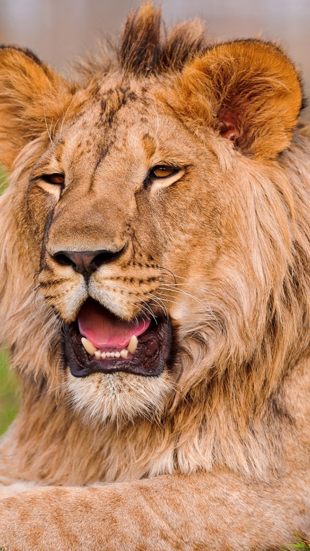 Das Lion in Mundulea Reserve, Namibia Wallpaper 640x1136