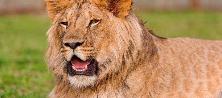 Lion in Mundulea Reserve, Namibia screenshot #1 720x320