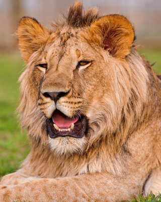 Lion in Mundulea Reserve, Namibia - Fondos de pantalla gratis para Nokia C5-06
