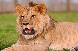 Lion in Mundulea Reserve, Namibia sfondi gratuiti per cellulari Android, iPhone, iPad e desktop