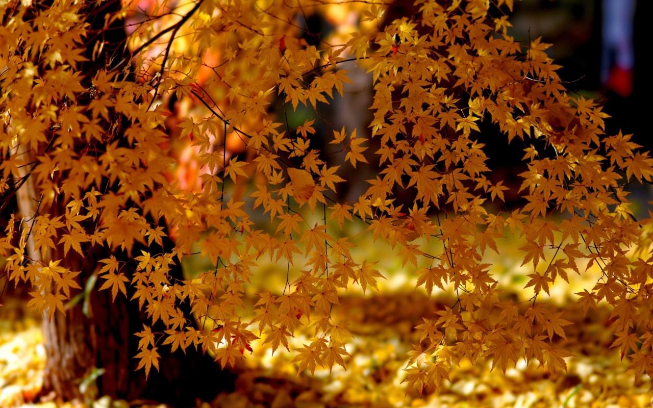 Das Autumn Leaves Lace Wallpaper 1280x800