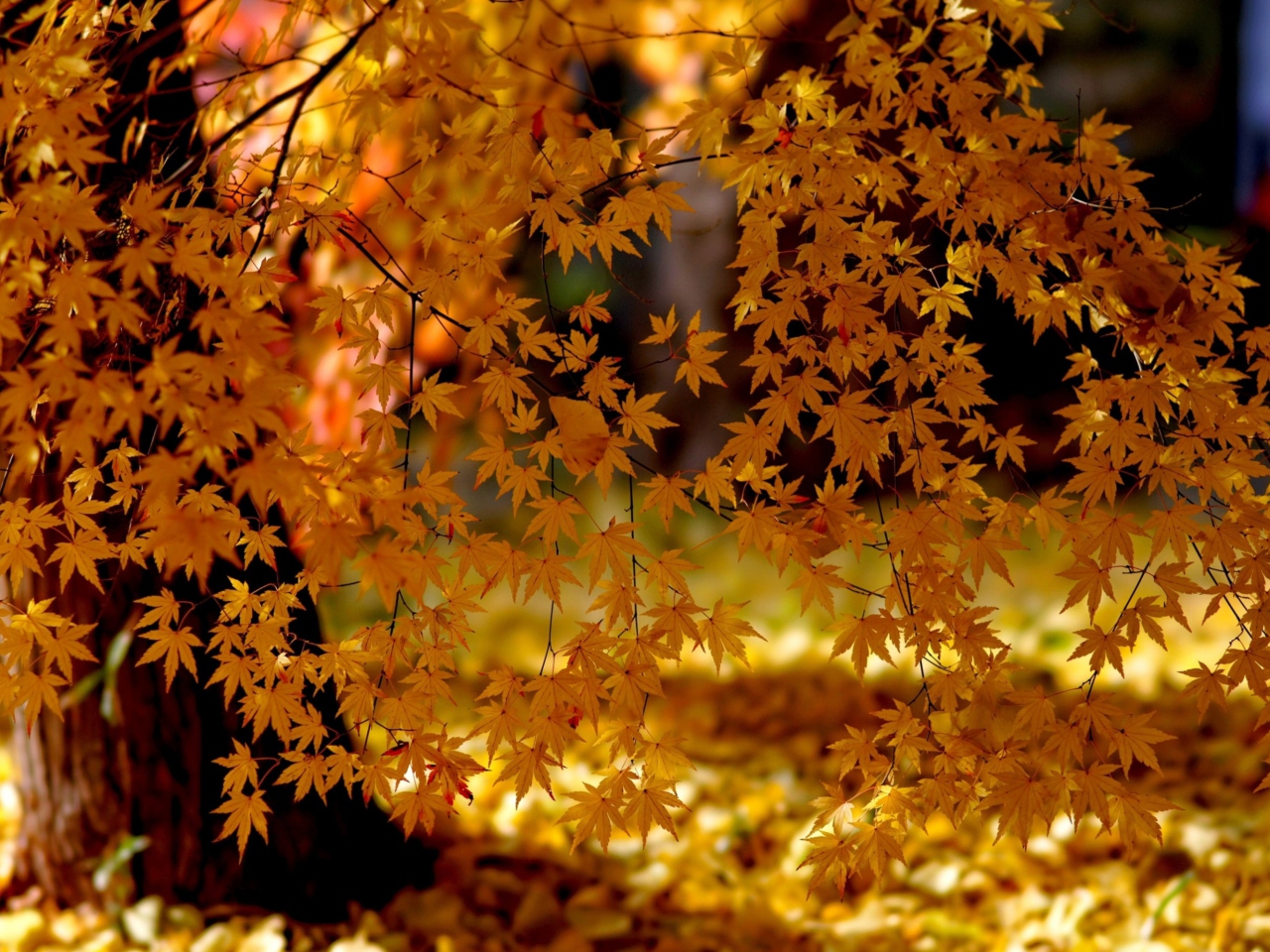 Autumn Leaves Lace screenshot #1 1280x960