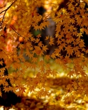 Das Autumn Leaves Lace Wallpaper 128x160