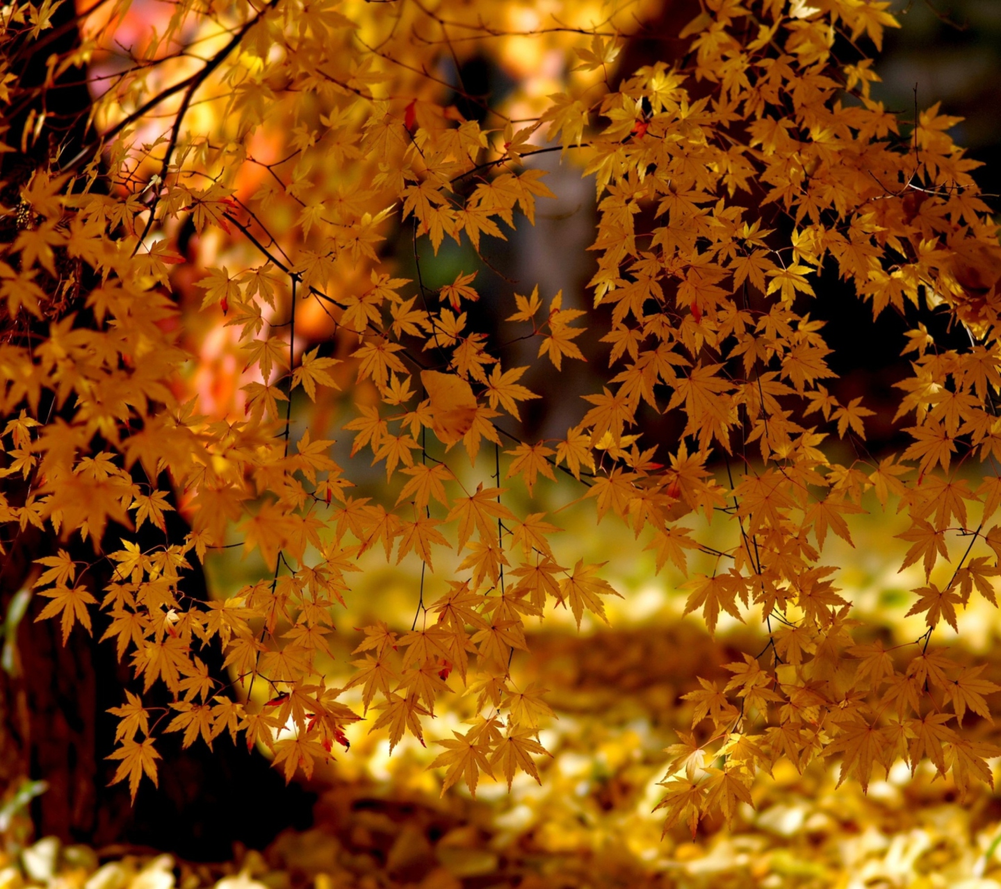 Das Autumn Leaves Lace Wallpaper 1440x1280