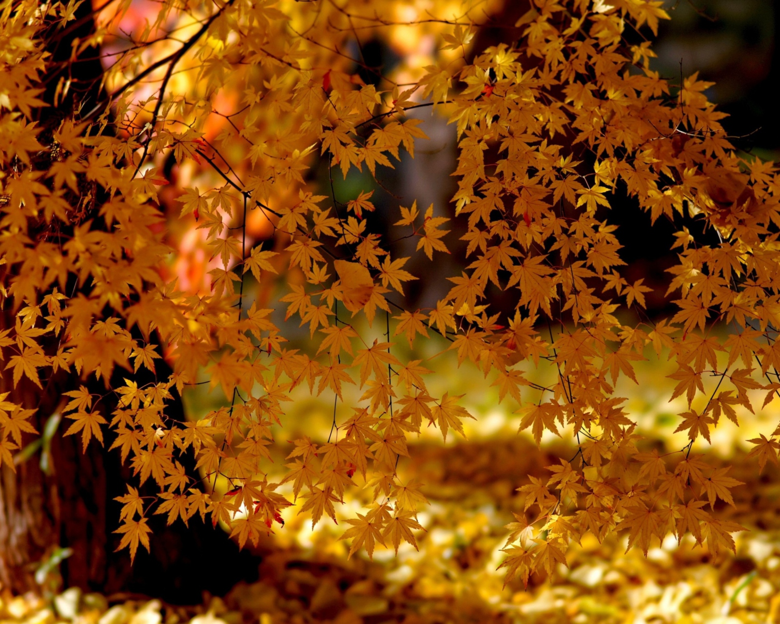 Screenshot №1 pro téma Autumn Leaves Lace 1600x1280