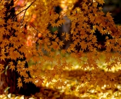Das Autumn Leaves Lace Wallpaper 176x144