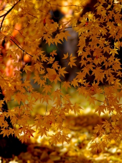 Das Autumn Leaves Lace Wallpaper 240x320