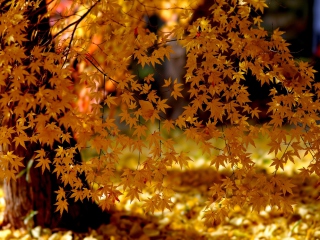 Das Autumn Leaves Lace Wallpaper 320x240
