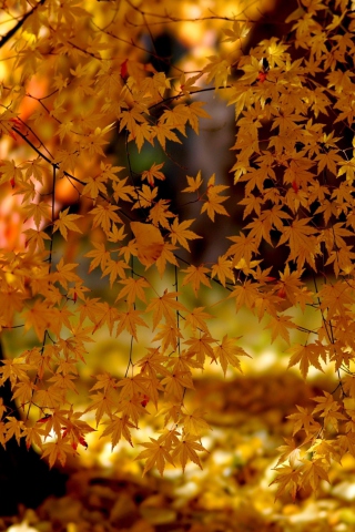 Fondo de pantalla Autumn Leaves Lace 320x480