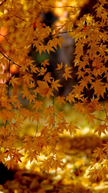 Sfondi Autumn Leaves Lace 360x640