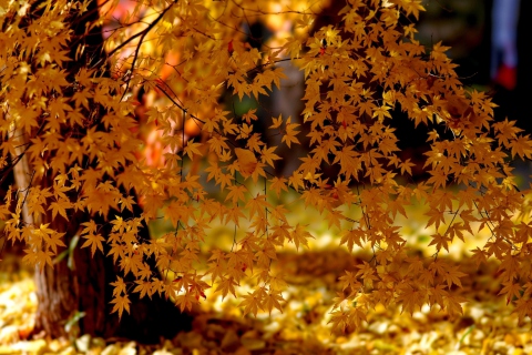 Обои Autumn Leaves Lace 480x320