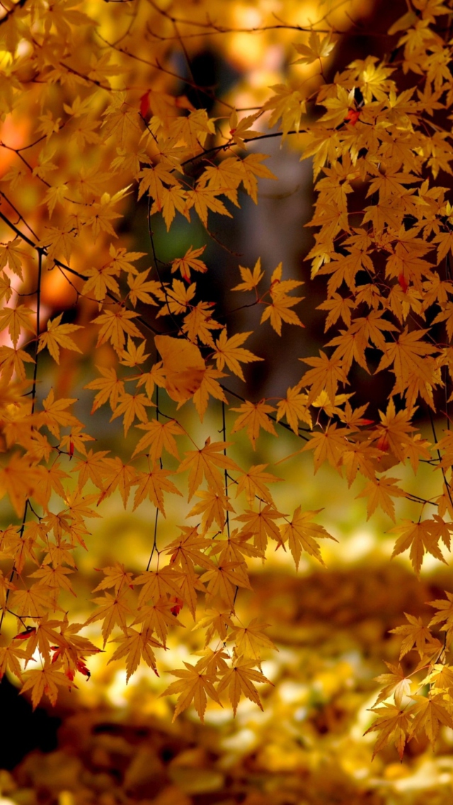 Sfondi Autumn Leaves Lace 640x1136