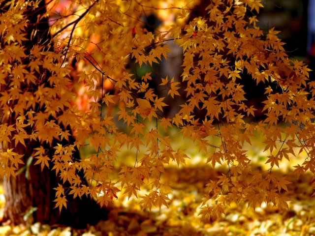 Sfondi Autumn Leaves Lace 640x480