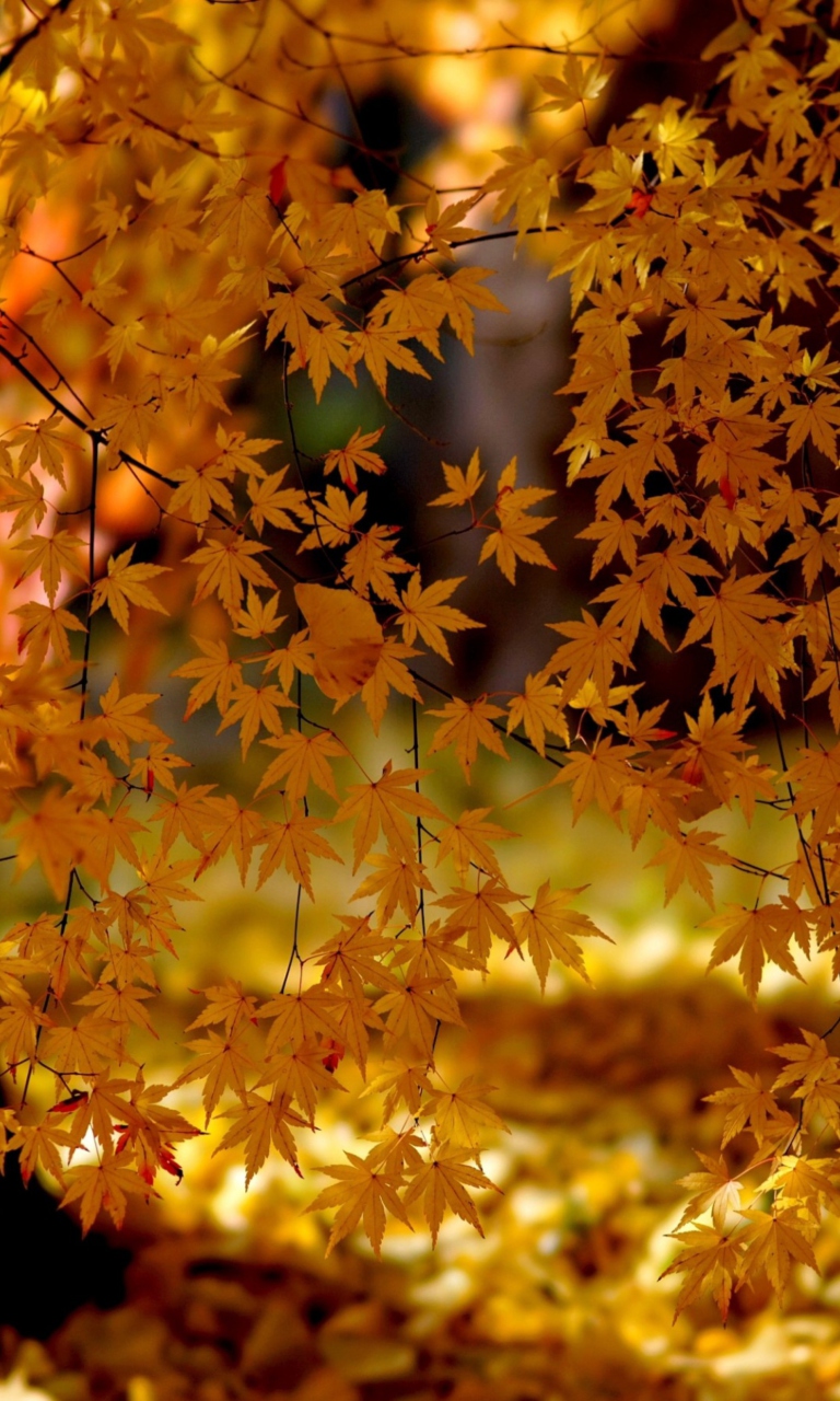 Sfondi Autumn Leaves Lace 768x1280