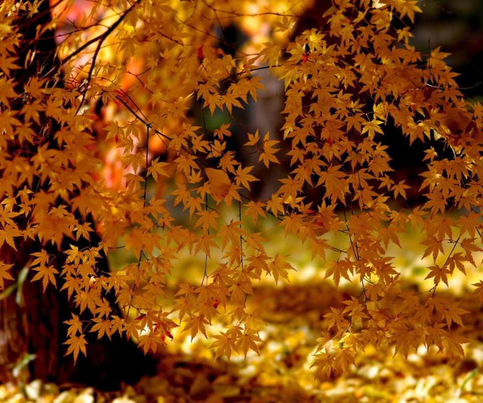 Обои Autumn Leaves Lace 960x800