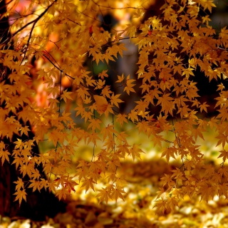 Autumn Leaves Lace sfondi gratuiti per 1024x1024