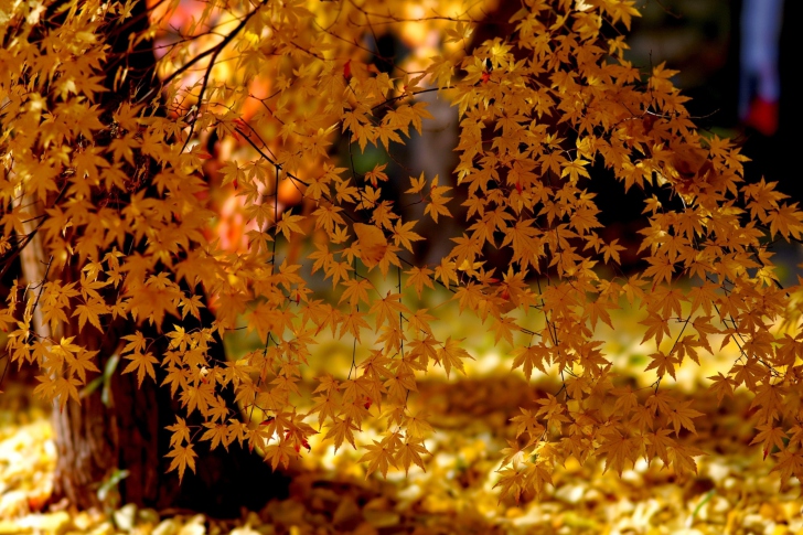 Autumn Leaves Lace screenshot #1