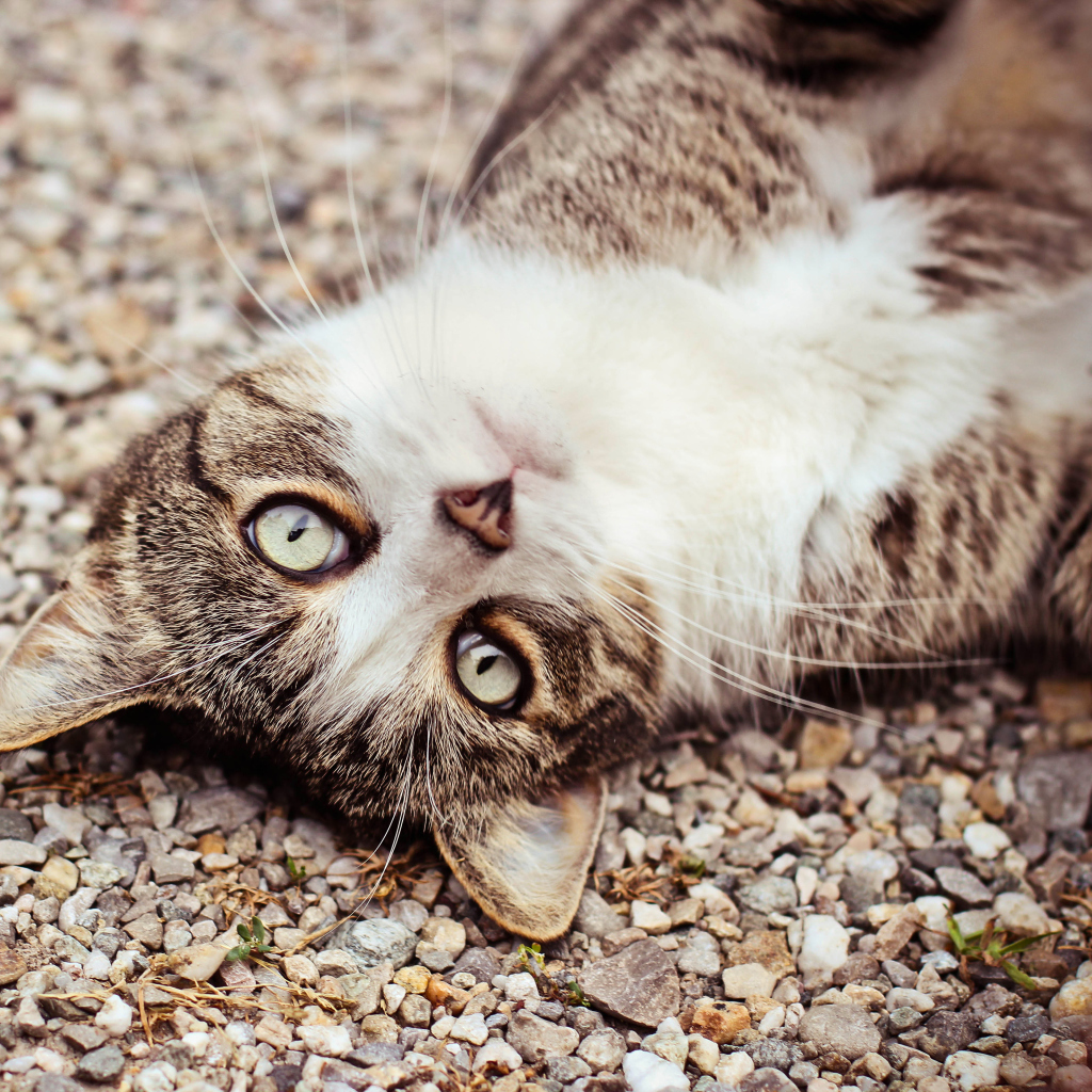 Cat On Pebble wallpaper 1024x1024