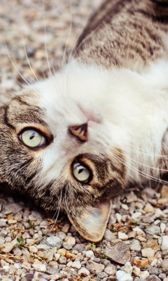 Sfondi Cat On Pebble 240x400