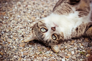 Cat On Pebble - Obrázkek zdarma pro Widescreen Desktop PC 1440x900