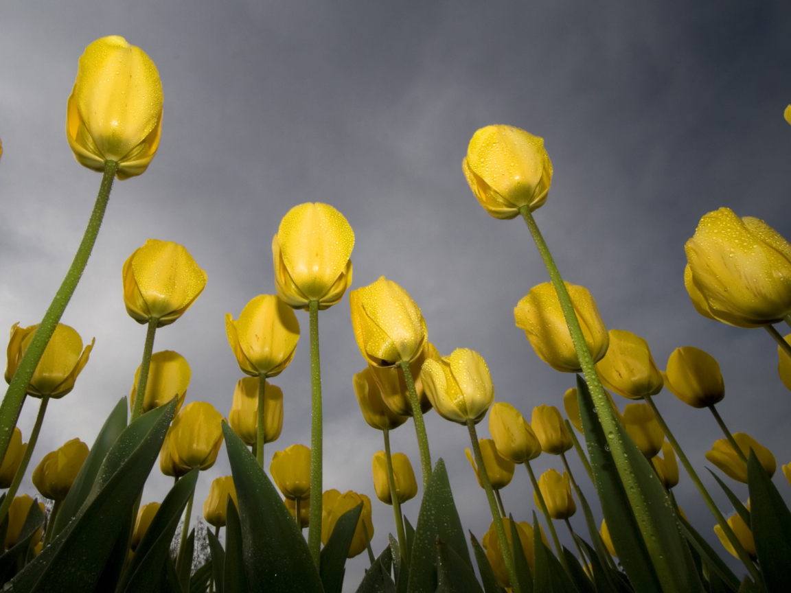 Fondo de pantalla Low Angle Tulips 1152x864