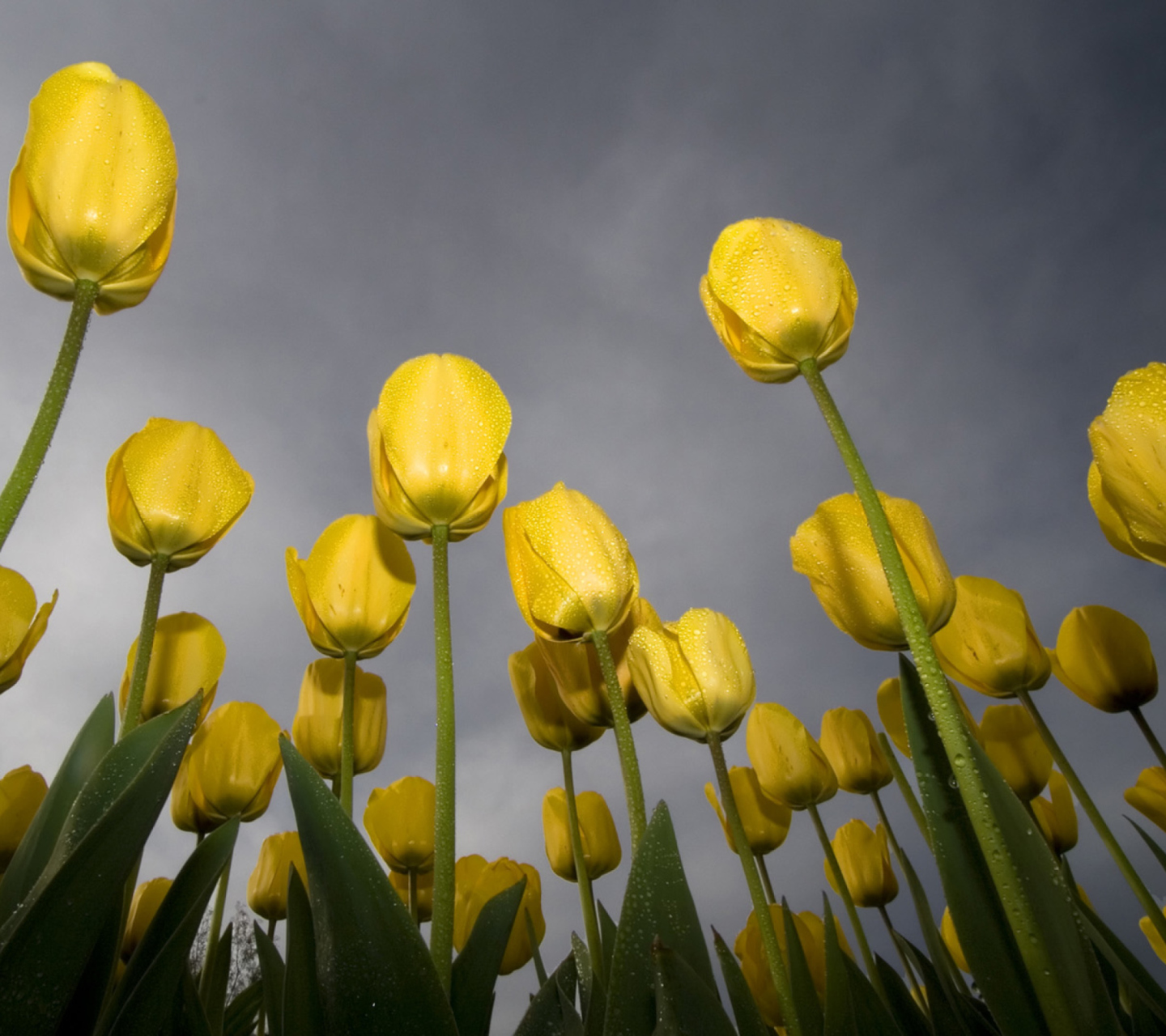 Low Angle Tulips wallpaper 1440x1280