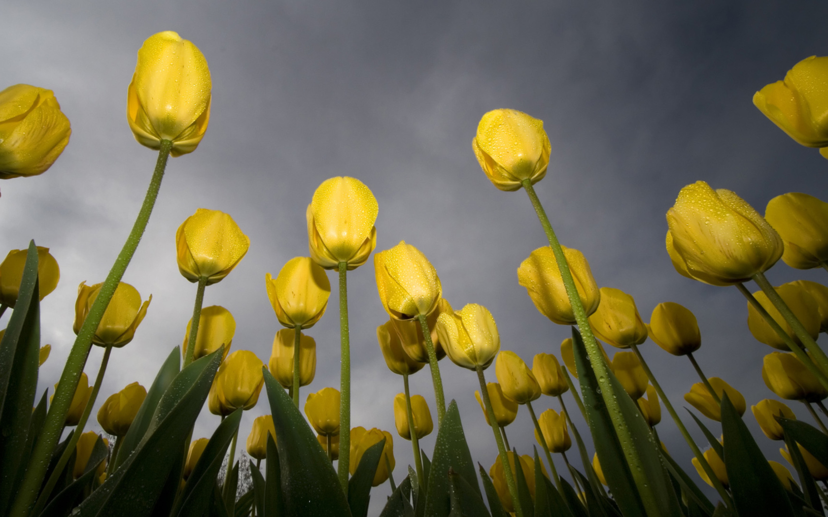 Low Angle Tulips wallpaper 1680x1050