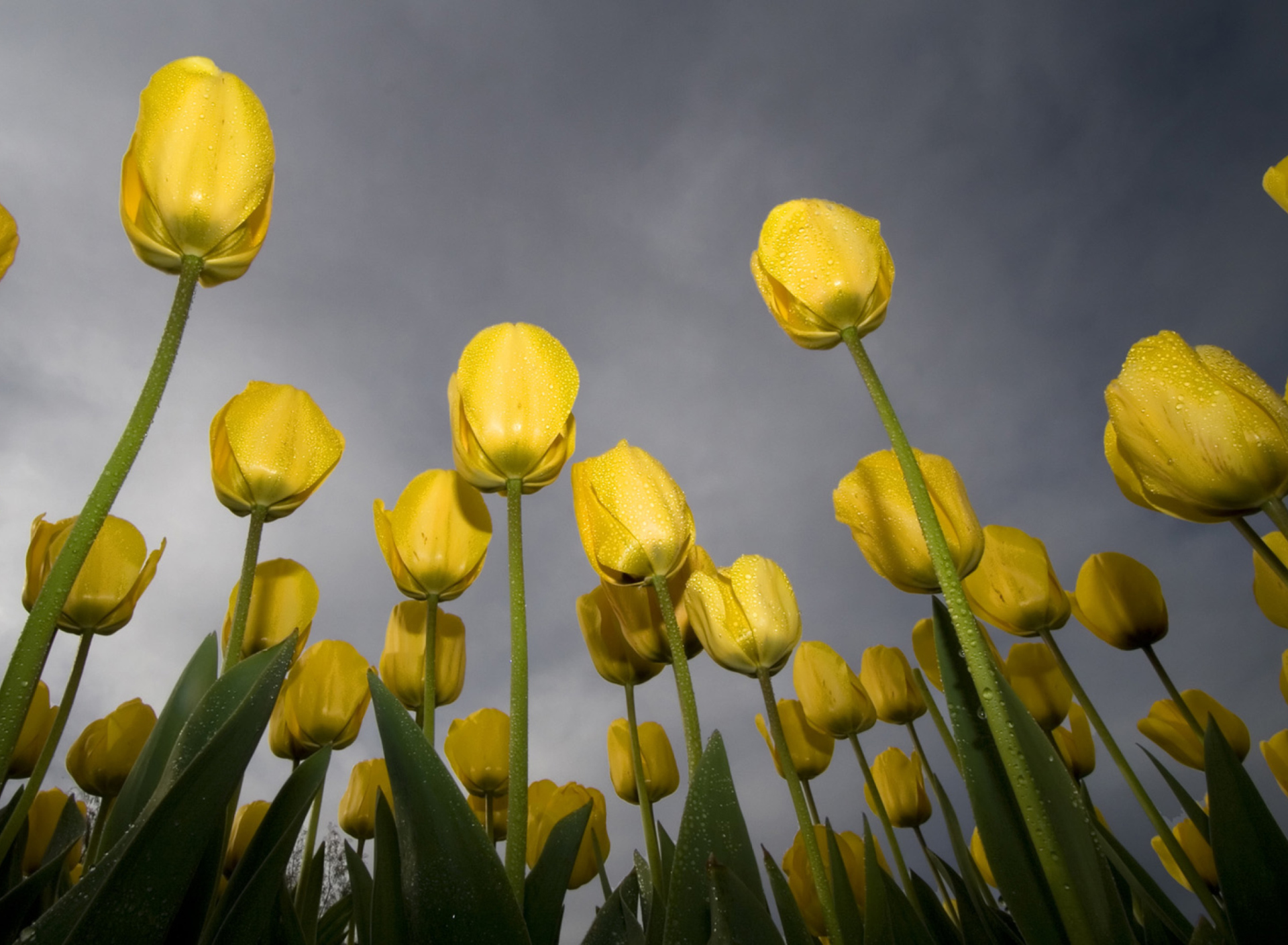 Das Low Angle Tulips Wallpaper 1920x1408