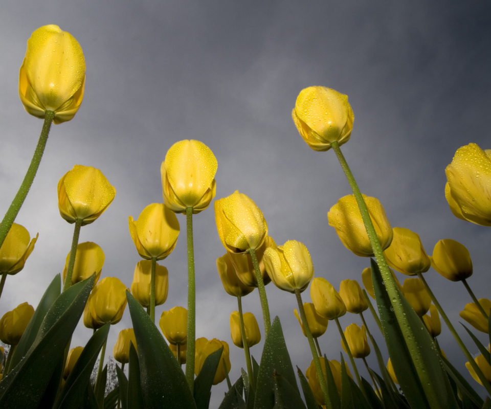 Das Low Angle Tulips Wallpaper 960x800