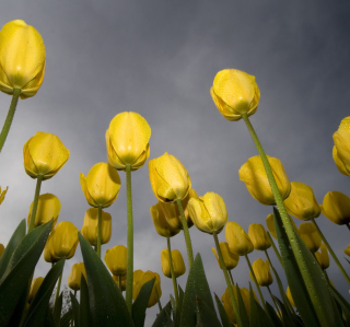 Kostenloses Low Angle Tulips Wallpaper für iPad