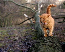 Cat In Forest wallpaper 220x176