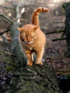 Обои Cat In Forest 240x320