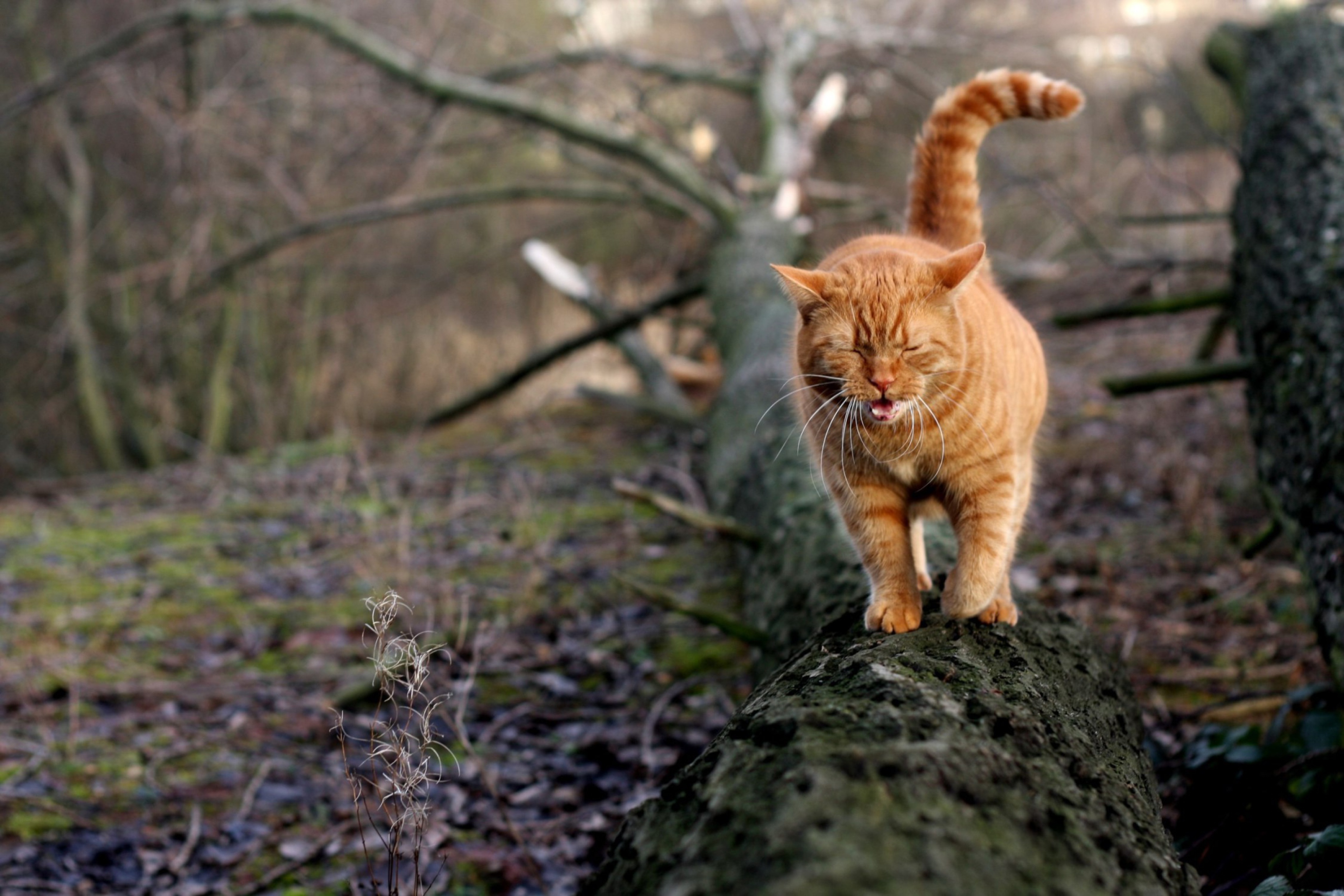 Обои Cat In Forest 2880x1920