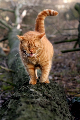 Обои Cat In Forest 320x480