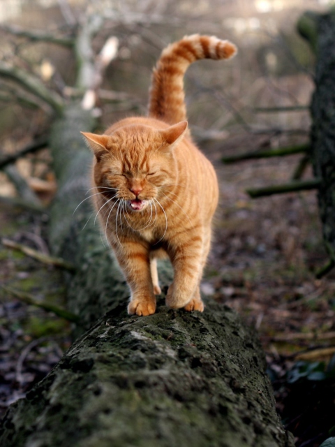 Cat In Forest wallpaper 480x640