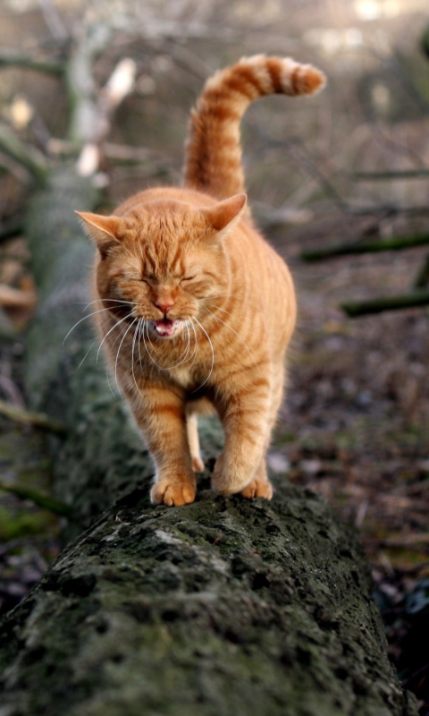 Sfondi Cat In Forest 480x800