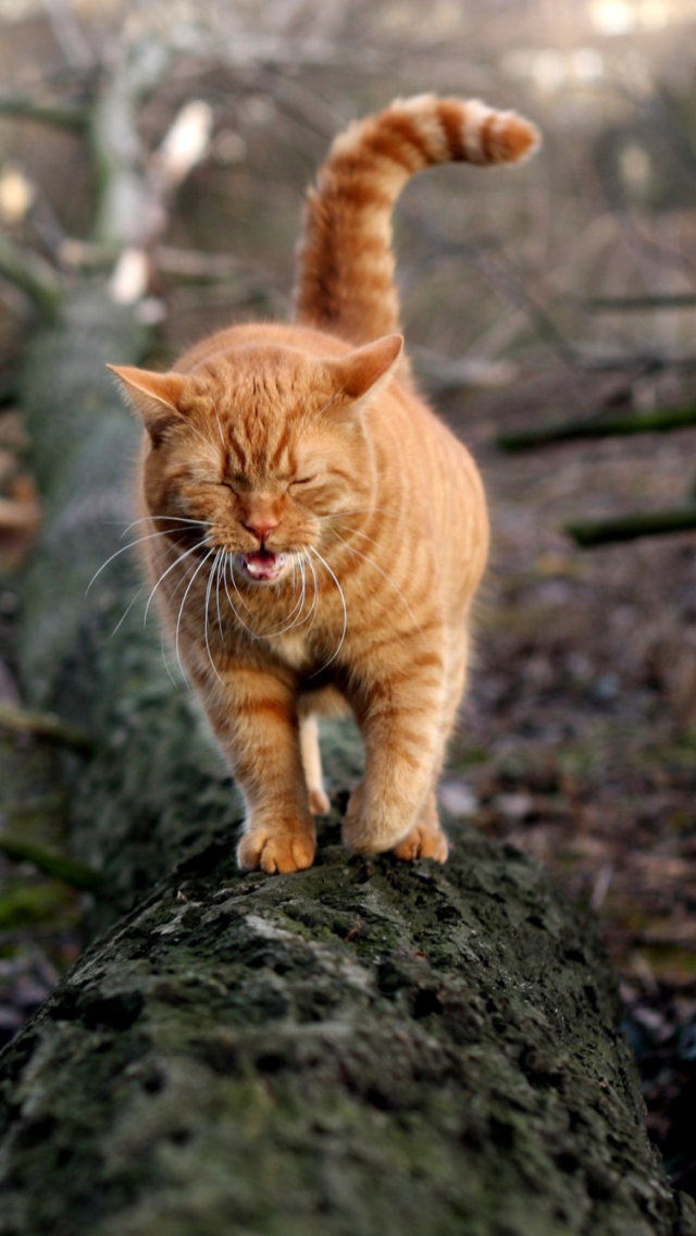 Cat In Forest wallpaper 640x1136