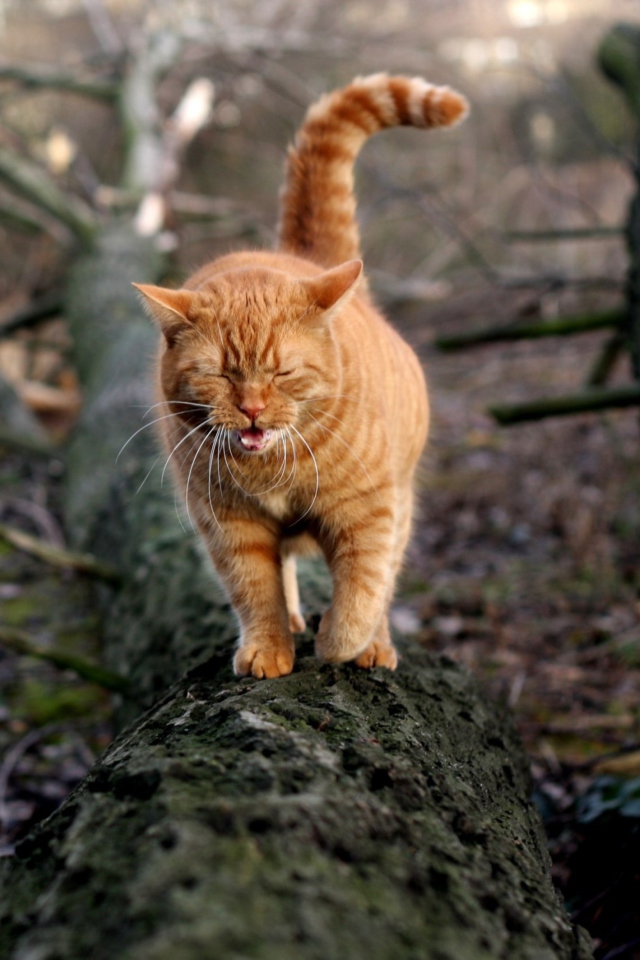 Cat In Forest wallpaper 640x960