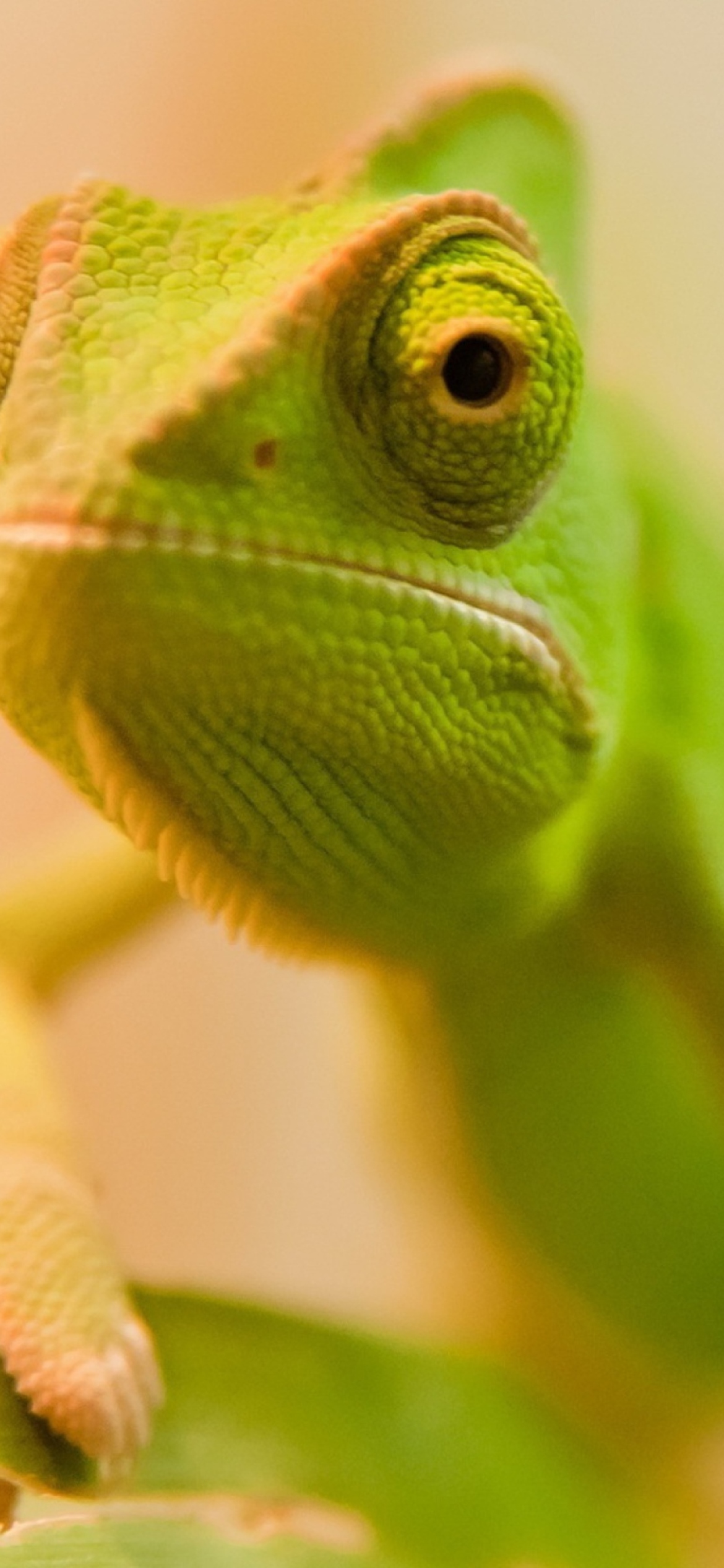Green Chameleon wallpaper 1170x2532