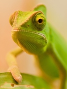 Das Green Chameleon Wallpaper 132x176