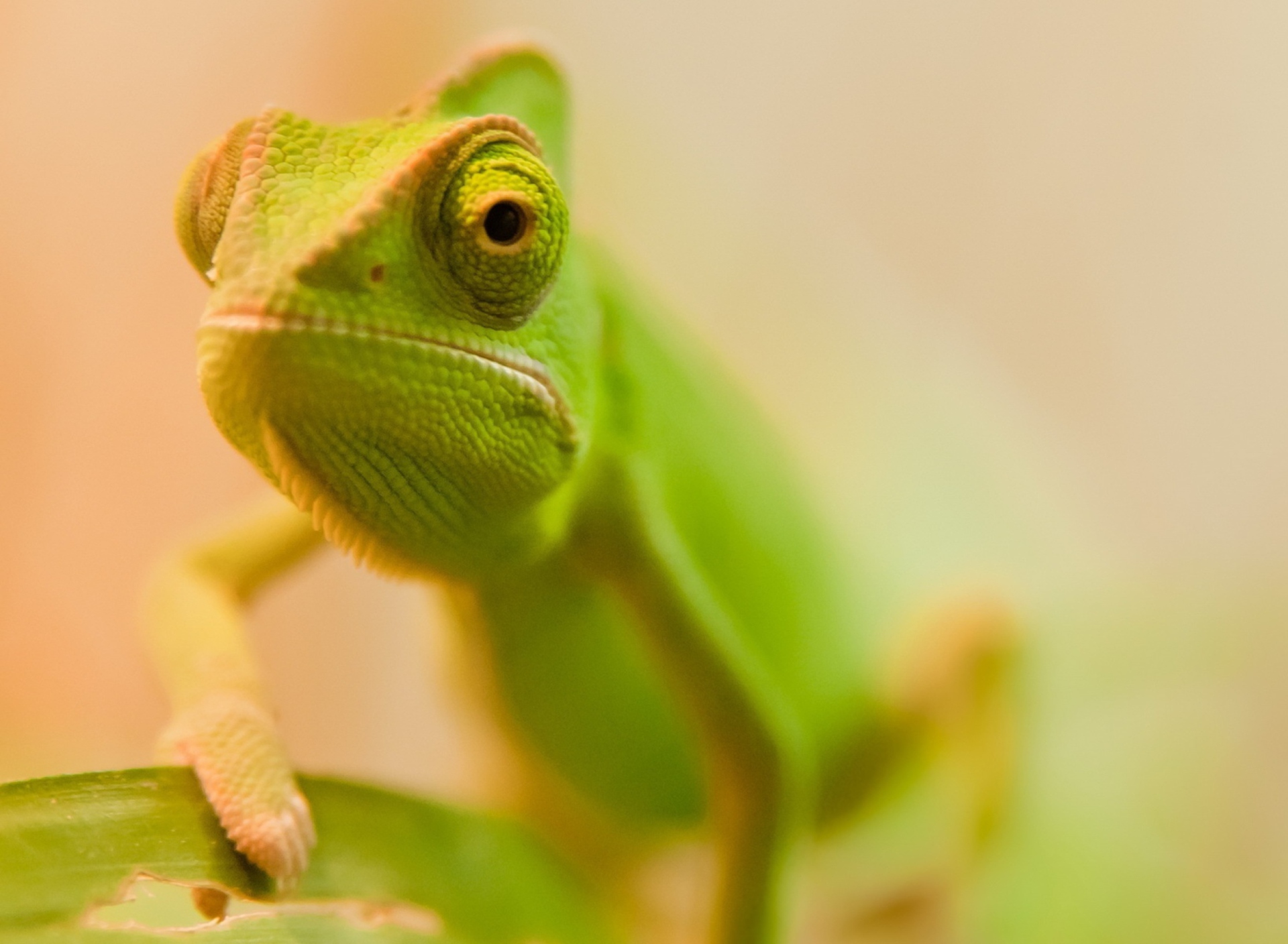 Green Chameleon screenshot #1 1920x1408