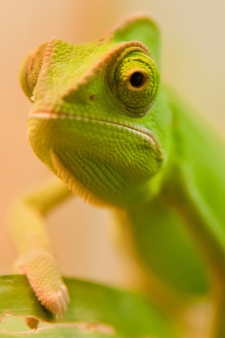 Fondo de pantalla Green Chameleon 320x480