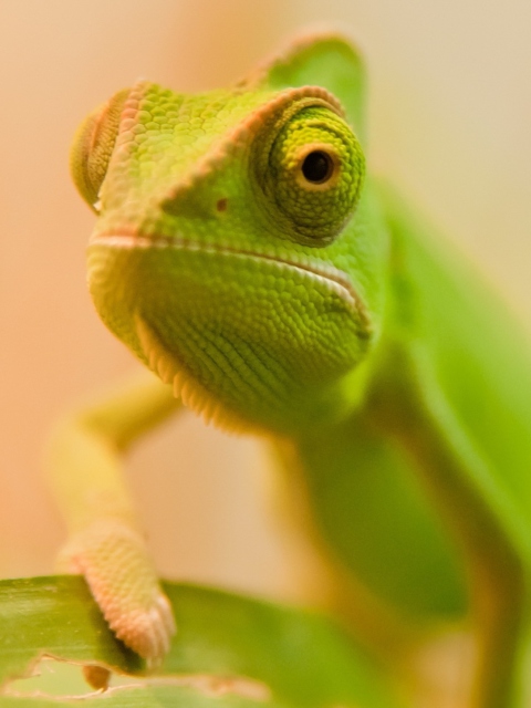 Das Green Chameleon Wallpaper 480x640