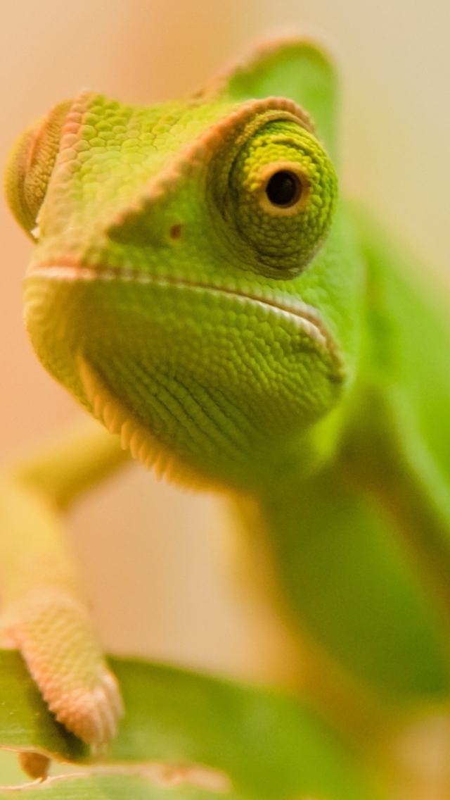 Green Chameleon wallpaper 640x1136