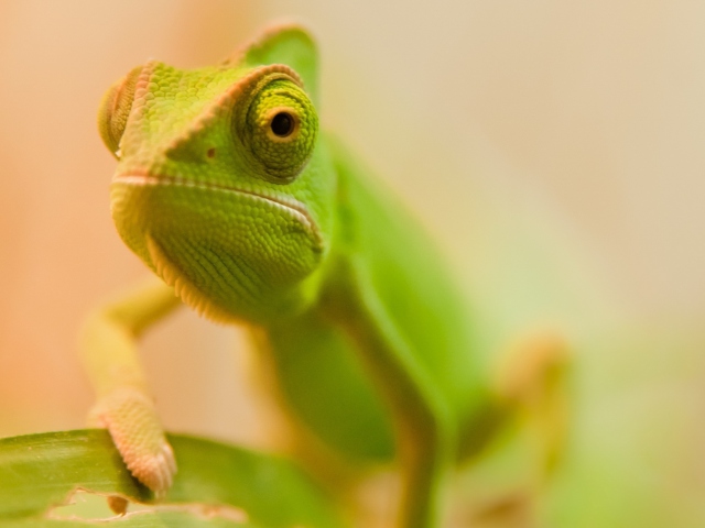Das Green Chameleon Wallpaper 640x480