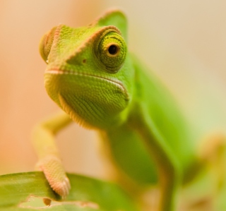 Green Chameleon sfondi gratuiti per iPad mini