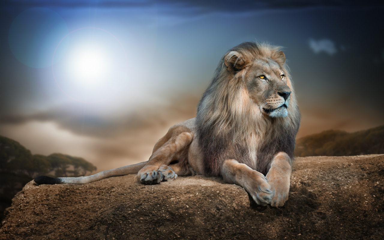 King Lion wallpaper 1280x800