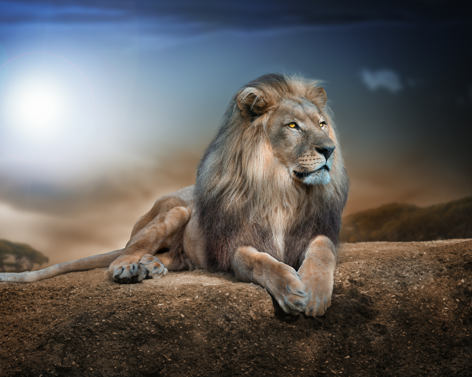 King Lion wallpaper 1600x1280