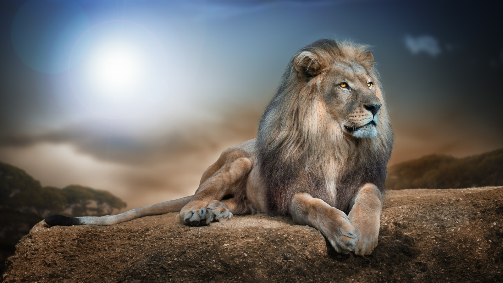 King Lion wallpaper 1600x900