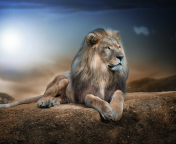 King Lion wallpaper 176x144